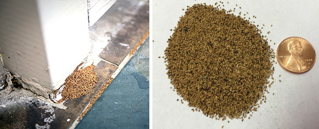 Drywood Termite Frass & Pinholes