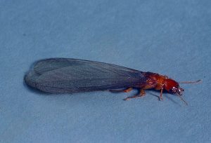 Adult pacific dampwood termite swarmer with long, translucent wings.