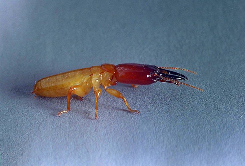 Closeup of a pacific dampwood soldier termite.