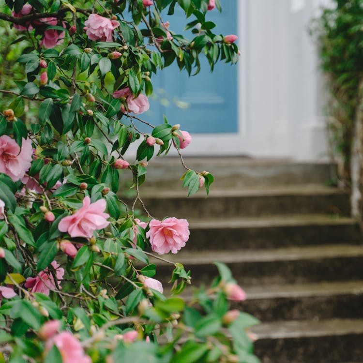 Front steps and surrounding foliage that should be cleared to allow safe access during the termite fumigation process.