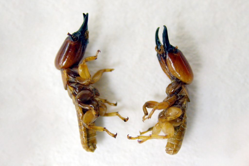 Drywood Termite Soldiers