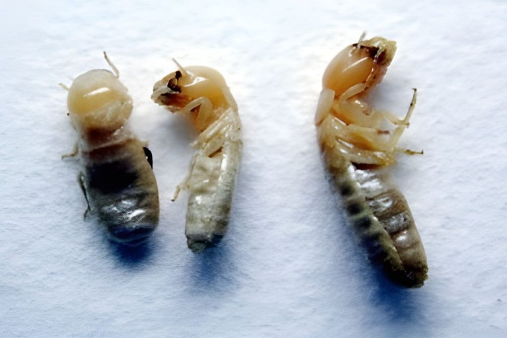 Drywood Termite Workers