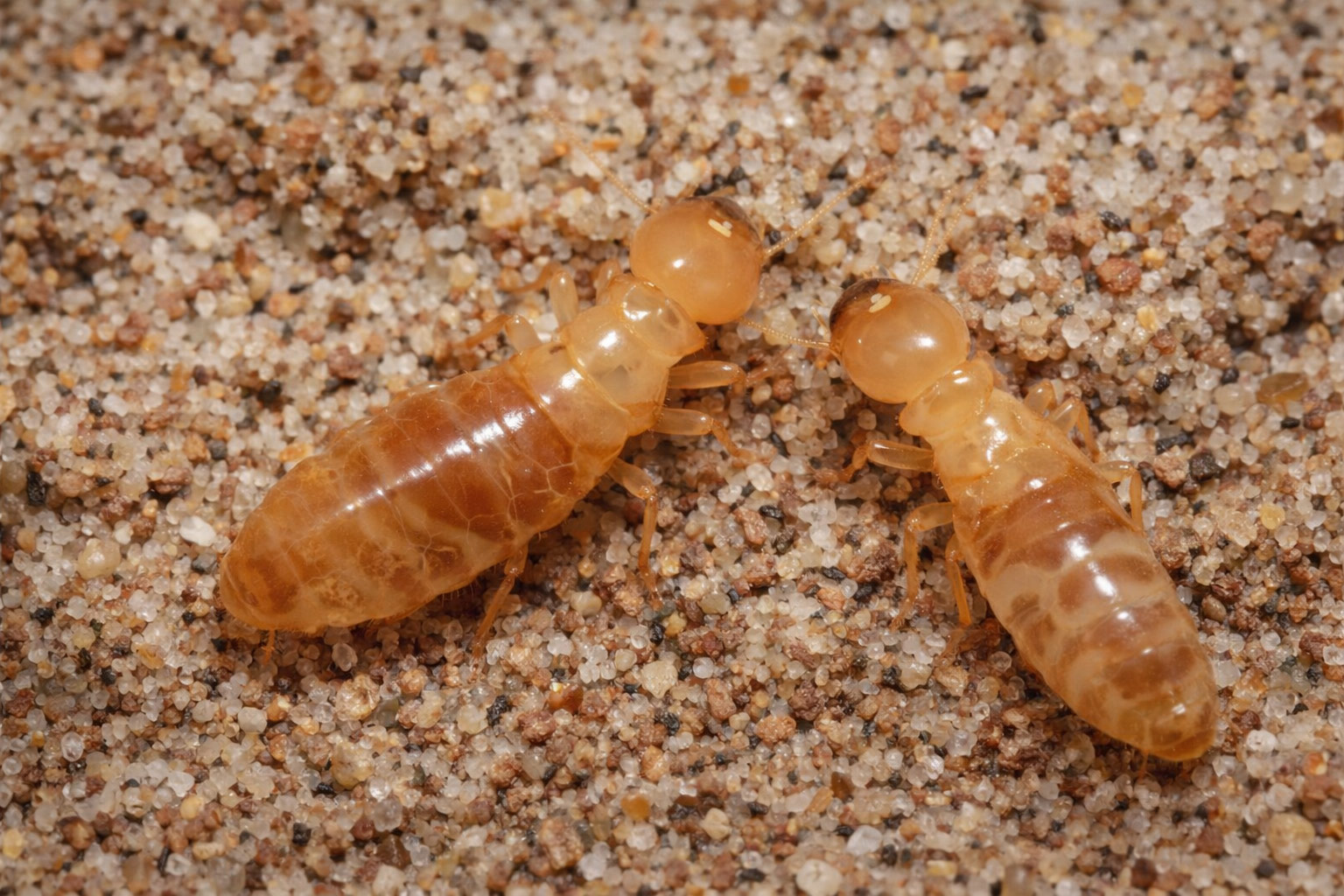 Dampwood termite workers, shown here in a close-up photo, thrive in water‑damaged or moisture‑rich wood. Their presence is a strong indicator of underlying moisture issues