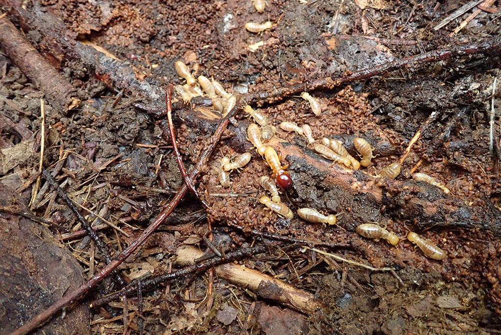 Dampwood termites in wet, decayed wood, where this species is most commonly found